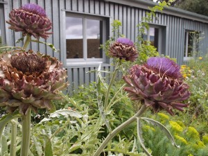 Artischoke