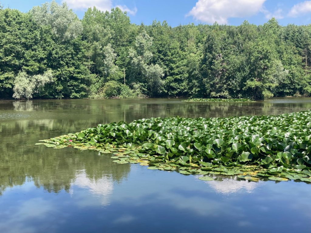 Inselsee Sophienhöhe