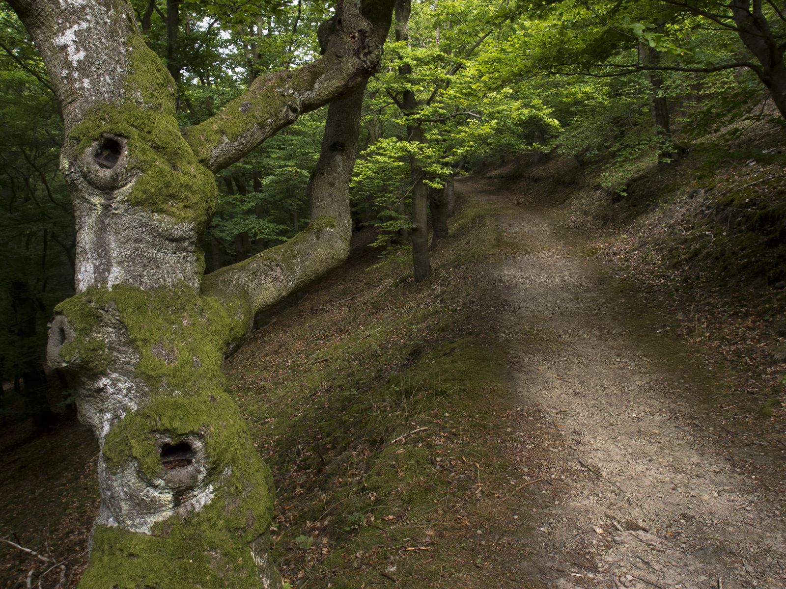Urwaldsteig am Edersee