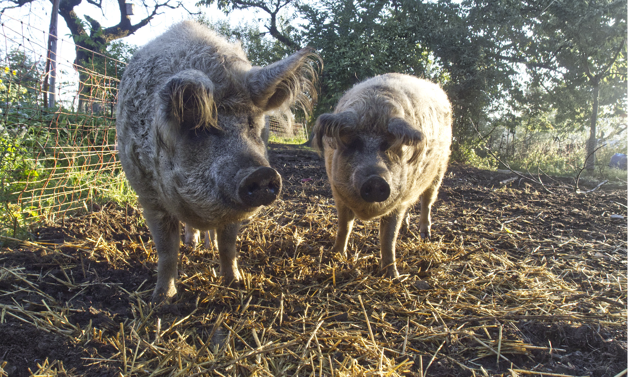 Wollschweine
