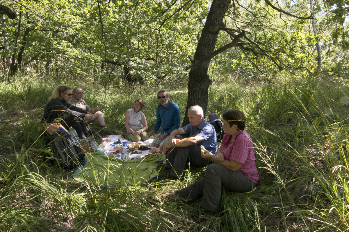 Picknick in lichtem Wald in hohem Gras