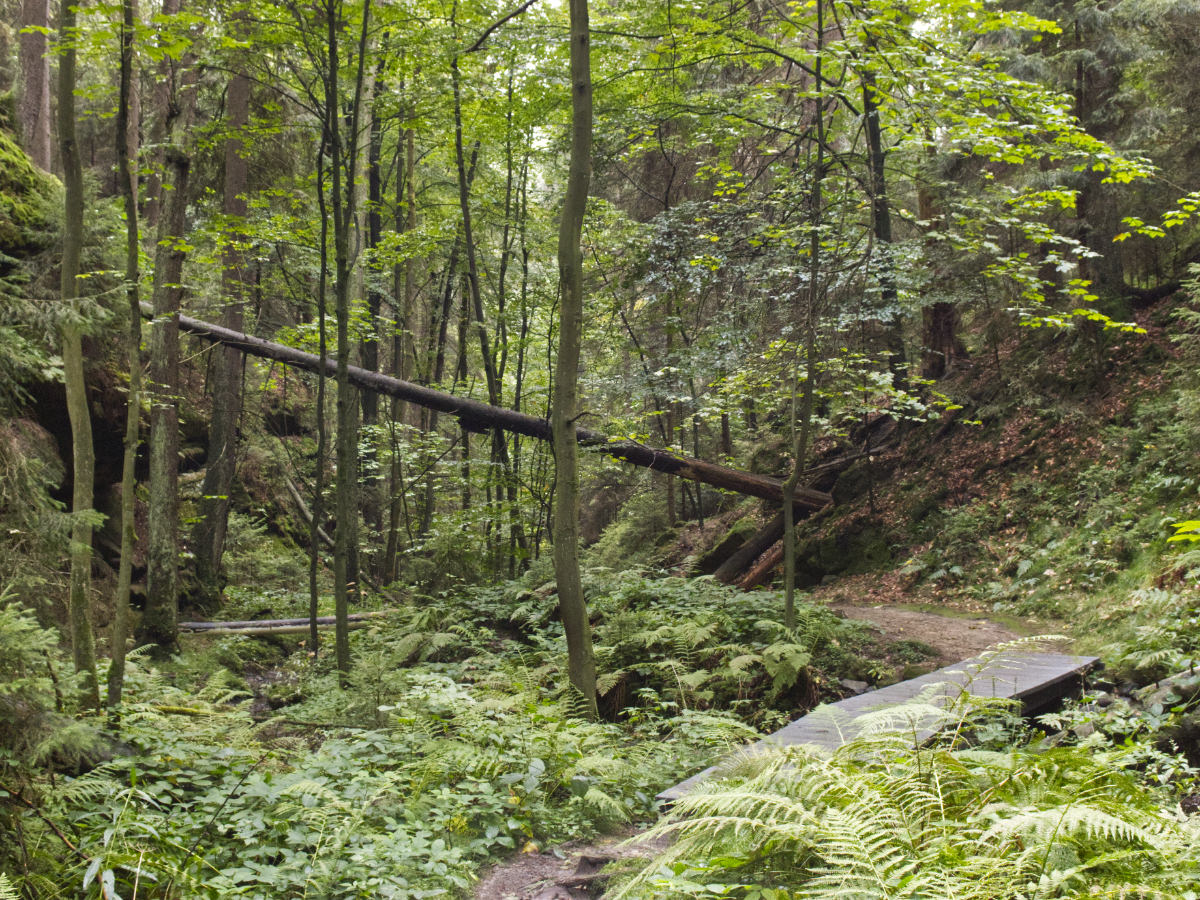 Wanderweg durch bewaldete Schlucht