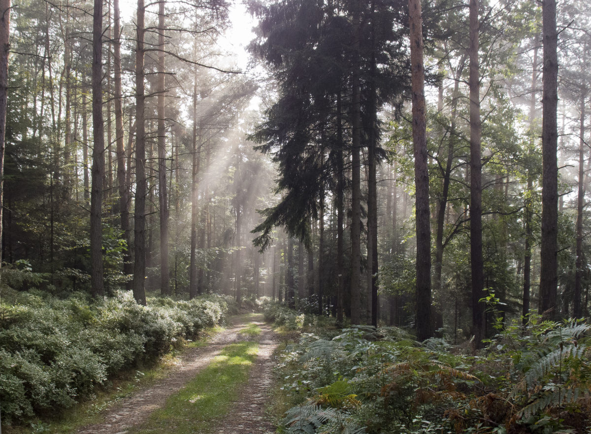 Waldweg. Sonnenstrahlen im Gegenlicht.
